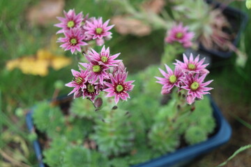 rojnik kwiat różowy semperivum