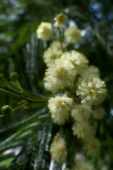 Flowering mimosa tree, close-up, macro shot