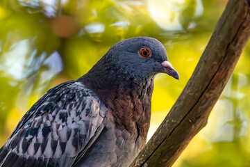 Close-up of a Pigeon on a Tree Branch in Natural Light