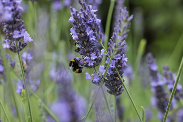 bee on lavender