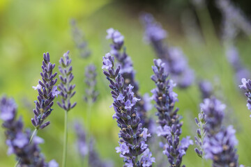 bee on lavender