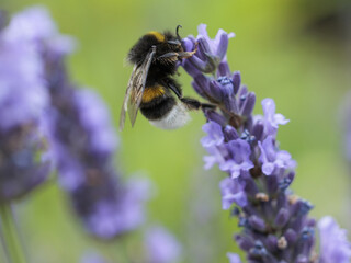bee on lavender