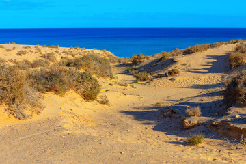 Coastal golden dunes descend gently toward the azure sea. Coastal dunes, dotted with hardy desert...