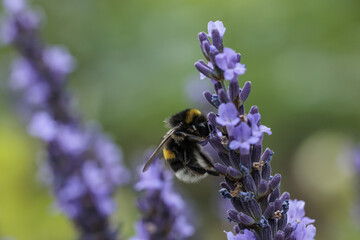 bee on lavender