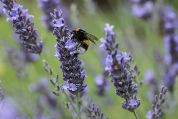 bee on lavender