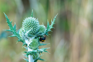 A bumblebee clings to a spiky green thistle flower in a soft-focus meadow. The textures contrast...