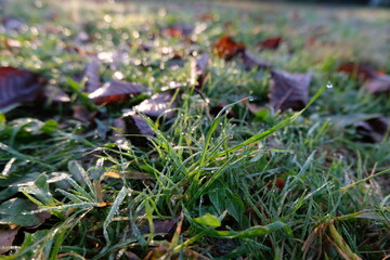 wet grass in the morning