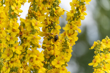 Bumblebee among many yellow blossoms. A dark bumblebee is deep within a cluster of bright yellow...