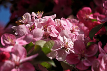 Close-up of pink flowers on a tree in spring
