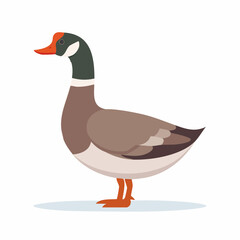Obraz premium duck on white background