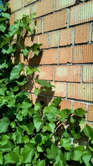 Green vines climbing a brick wall in a sunny outdoor setting during the daytime