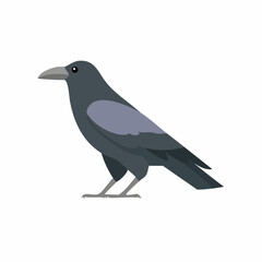 Fototapeta premium crow on a white background