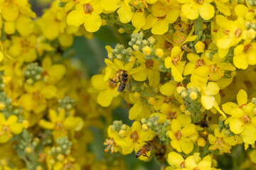 Two bees are captured mid-action on yellow flower petals, collecting nectar. The tightly framed shot highlights their delicate wings and fuzzy bodies.