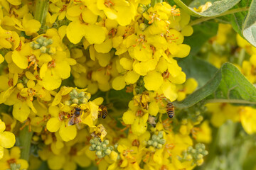 A wider view of yellow flowers reveals several bees collecting nectar. The green leaves frame the buzzing activity beautifully.
