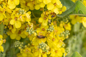 Several bees pollinate a dense cluster of bright yellow flowers. The scene is full of movement and...