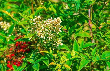 Mediterranean garden in bright sunlight in summer, Almere, Flevoland, The Netherlands, June 29, 2025