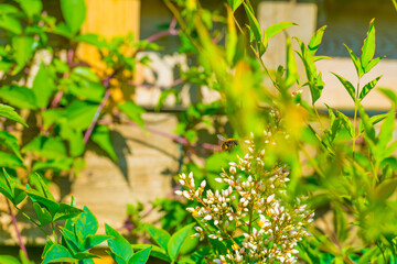 Mediterranean garden in bright sunlight in summer, Almere, Flevoland, The Netherlands, June 29, 2025