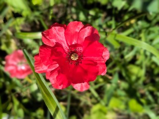 Bright red flower blooming in a lush green garden during daylight hours