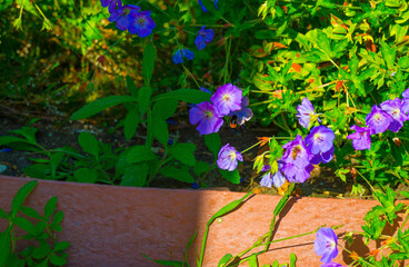 Mediterranean garden in bright sunlight in summer, Almere, Flevoland, The Netherlands, June 29, 2025