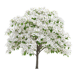 White flowering dogwood tree in full bloom isolated on black background a beautiful spring scene
