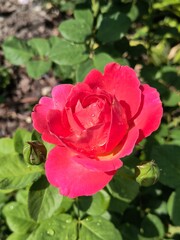 Bright pink rose blooms in garden under sunlight with green leaves nearby