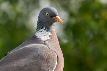 Close-up of wood pigeon head and neck. An extreme close-up of a wood pigeon shows its colorful neck...