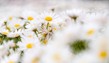 Obraz premium White chamomile flowers. Floral background. Nature. 