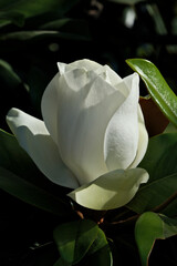 White magnolia flower with green leaves on a dark background. Magnolia grandiflora, also known as...