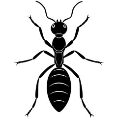 vector illustration of a ants Silhouette on white background