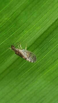    Micromus angulatus. Crisopa parda. Crisopa de alas marr&oacute;nes.