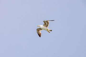 Seagull in flight against blue sky Italy Livorno 10.6.2025