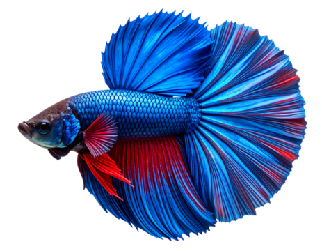 Untitled design - "Top-Down Digital Illustration of a Betta Fish with Spread Fins, Isolated on White Background