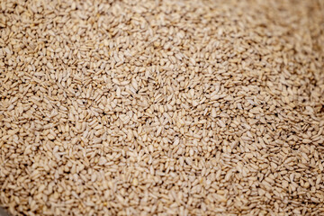 Fresh Sunflower kernel seeds background, oil manufacturing