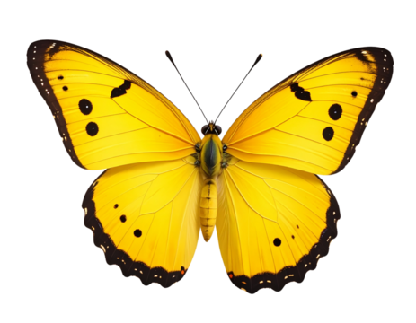Untitled design - Stylized Yellow Butterfly with Folded Wings and Black Dot Pattern - Powered by Adobe