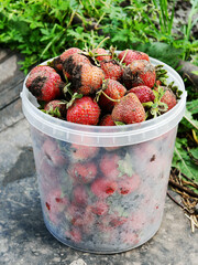 A bucket full of fresh strawberries. The berries are dirty in a plastic container. Summer, a country house