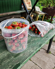 A bucket full of strawberries stands on a wooden green bench. A bag of berries next to the bucket. Summer fresh harvest in a country house