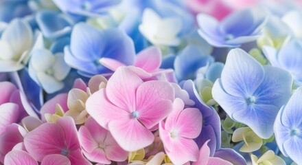 Close up view of blooming hydrangeas in soft pastel shades of pink blue and purple displaying delicate petals