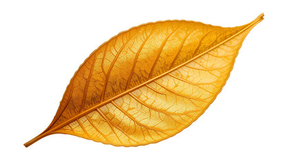 Obraz premium Close-Up of Single Dried Golden Leaf | Detailed Veins and Vibrant Gold Texture isolated on transparent background 