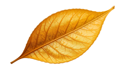 Close-Up of Single Dried Golden Leaf | Detailed Veins and Vibrant Gold Texture isolated on transparent background 