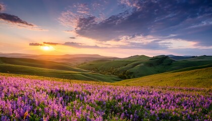 Fototapeta premium peaceful sunset over purple wild flower meadow in spring blooming season with scenic rolling hills under pastel sky serene romantic evening landscape