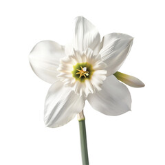 Obraz premium A single white daffodil blossom isolated on black background showcasing its delicate petals and vibrant yellow center