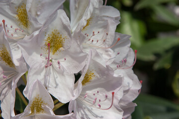 White flowers. White rhododendron flowers up close in the park in the spring season. Large white flowers on a beautiful bush surrounded by greenery