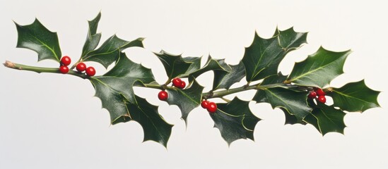 Fototapeta premium Holly berries and leaves for Christmas decoration on white background