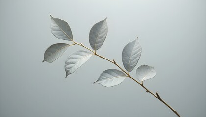 A branch with six leaves on a light gray background