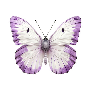 Purple and white butterfly isolated on black background detailed wings insect nature beauty
