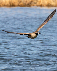 Canada Goose flying, swimming, landing, black and white close-up