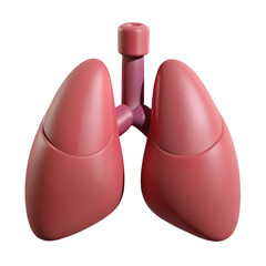 3d human lungs anatomy