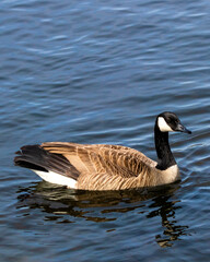 Canada Goose flying, swimming, landing, black and white close-up