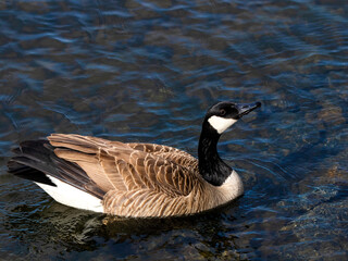 Canada Goose flying, swimming, landing, black and white close-up