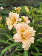 Beautiful peach daylilies bloom in a garden during the warm afternoon sunlight